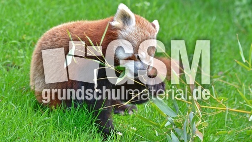 Kleiner Panda (12).jpg